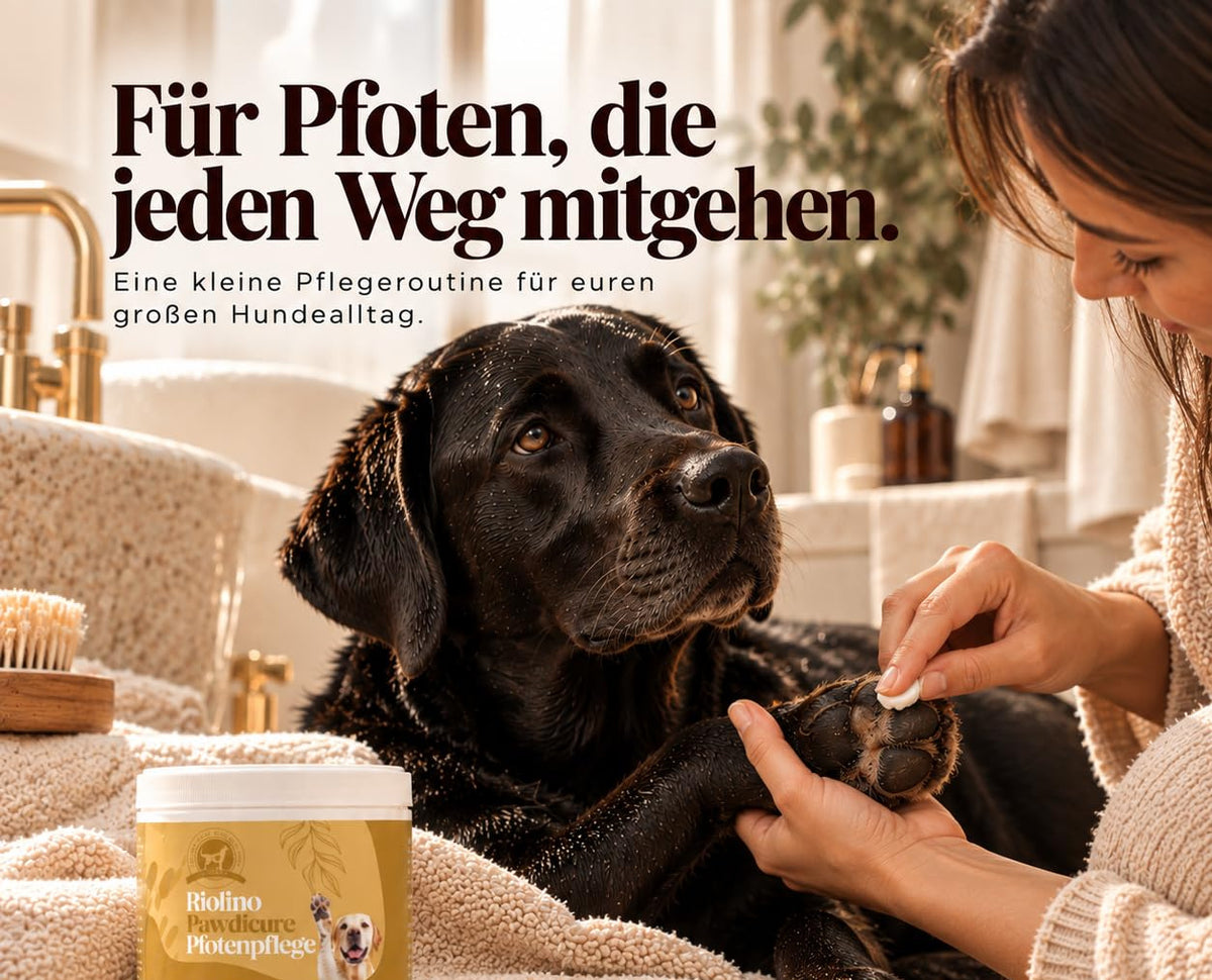 Frau trägt Riolino Pawdicure mit dem Finger auf die Pfote eines schwarzen Labradors auf, vorn der Tiegel