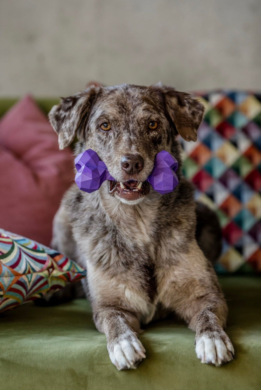 Kauen ist gesund: Warum Kauen für deinen Hund so wichtig ist