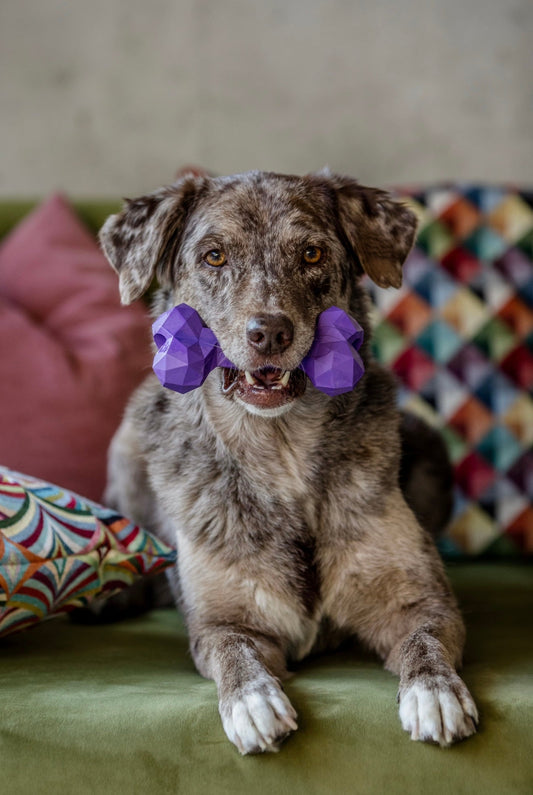Kauen ist gesund: Warum Kauen für deinen Hund so wichtig ist