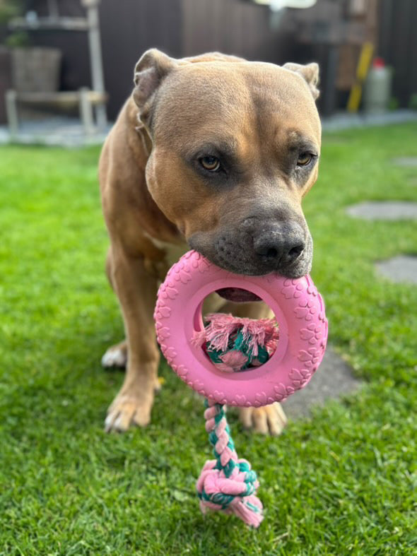 Hund trägt den rosa Riolino PowerRing mit Seil durch den Garten