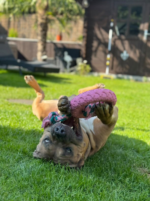 Hund rollt sich mit dem lila Riolino PowerRing im Gras