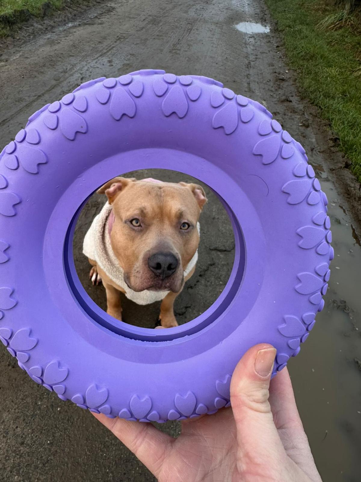 Hund schaut durch den lila Riolino PowerRing, den eine Hand hält